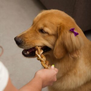 BULLY BRAID DE 6 PULGADAS