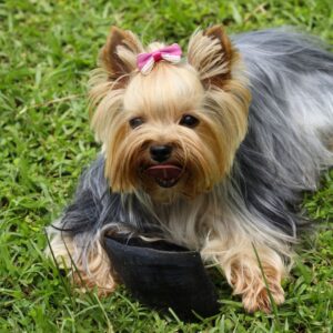 CASQUITO DE VACA